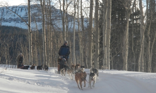 Breckenridge Dog Sled