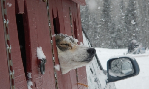 Dog Sledding Breckenridge