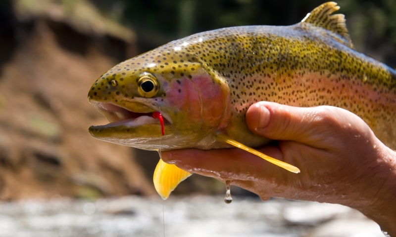 Rainbow Trout Fishing Fish Yampa River Steamboat Springs Colorado