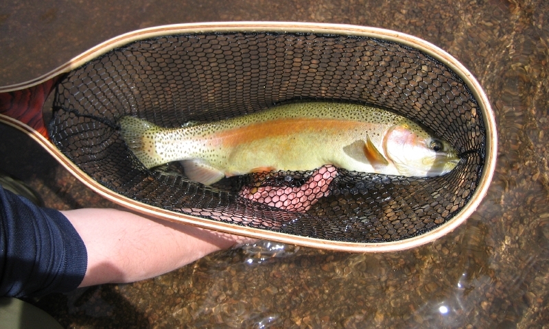 Trout from South Platte River