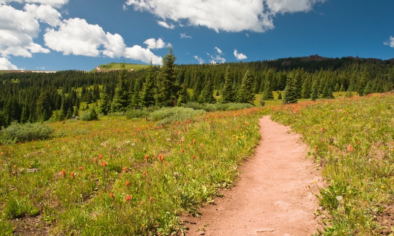 Hiking Trail along Shrine Pass