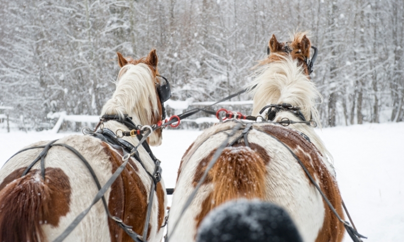 Sleigh Ride Winter Horse